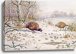 Постер Даннер Карл (совр) Pheasant and Partridge Eating