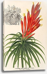 Постер Лемер Шарль Pitcairnia aphelandræflora