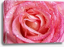 Постер Розовая роза с каплями №2