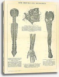 Постер Нервная система человека