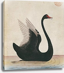 Постер Black Swan