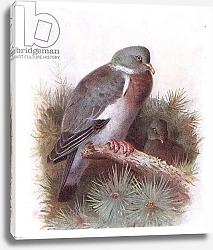 Постер Торнбурн Арчибальд (Бриджман) Ring Dove, from Birds of the British Isles and Their Eggs published by Frederick Warne & Co Ltd, 1958