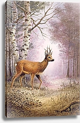 Постер Даннер Карл (совр) Roe-Deer