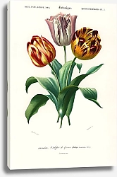 Постер Тюльпаны Дидье (Tulipa gesneriana) 