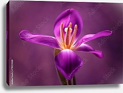 Постер Фиолетовый тюльпан №2