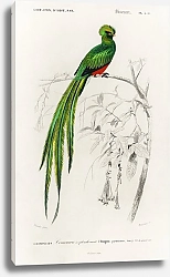 Постер Павлиний квезал (Pharomachrus pavoninus) 