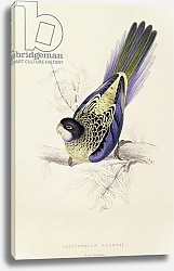 Постер Лир Эдвард Platycercus Brownii, or Brown's Parakeet, 1832