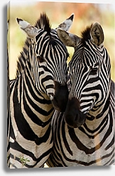 Постер Две зебры