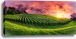 Постер Панорама виноградников на великолепном закате