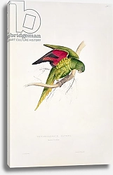 Постер Лир Эдвард Maton's Parakeet