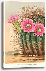 Постер Лемер Шарль Echinopsis Pentlandi