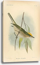 Постер Heteropelma Flavicapillum
