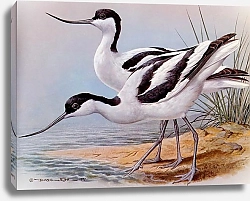 Постер British Birds - Avocet