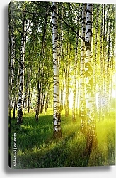 Постер Березовый лес и закат