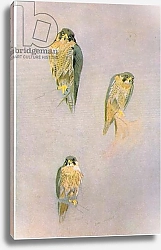 Постер Торнбурн Арчибальд (Бриджман) Peregrine Falcon Studies, pub. by Book Club Associates, 1972