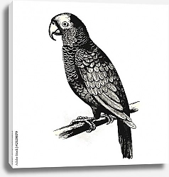 Постер Ретро-иллюстрация с попугаем