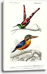 Постер Разные виды маленьких птиц
