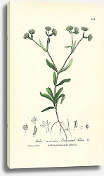 Постер Fedia carinata. Carinated Fedia 1
