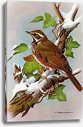 Постер British Birds - Redwing