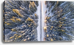 Постер Дорога сквозь еловый зимний лес