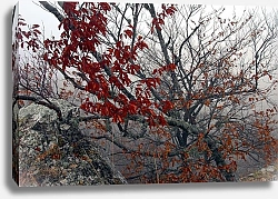 Постер Осенний лес 13