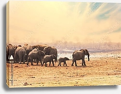 Постер Группа слонов на водопое 