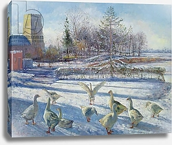 Постер Истон Тимоти (совр) Snow Geese, Winter Morning