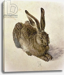 Постер Дюрер Альбрехт Hare, 1502