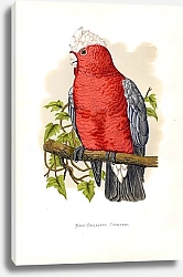 Постер Rose-Breasted Cockatoo