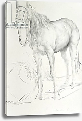 Постер Сикконе Антонио (совр) Horse at Coolmore, 1990