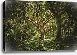 Постер Старое дерево в тропическом лесу