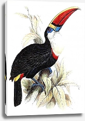 Постер Red-billed Toucan