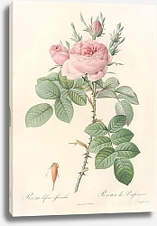 Постер Редюти Пьер Rosa bifera Officinalis