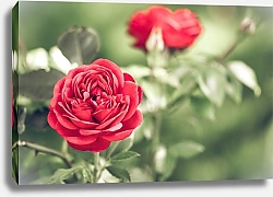 Постер Куст красных роз