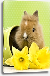 Постер Кролик с желтыми цветами