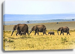 Постер Семейство слонов на прогулке