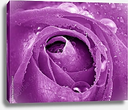 Постер Фиолетовая роза с каплями №2