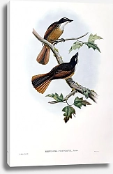 Постер Timor-Laut Fantail Flycatcher - Rhipidura fuscorufa