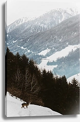 Постер Молодой олень на опушке леса в зимних горах