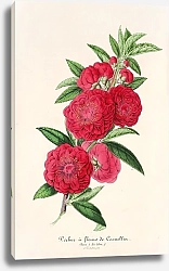 Постер Лемер Шарль Pecher a fleurs de Camellia