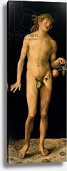Постер Дюрер Альбрехт Adam, 1507