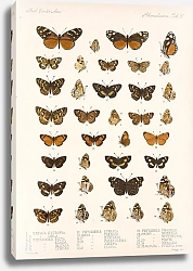Постер Годман Фредерик Insecta Lepidoptera-Rhopalocera Pl 021