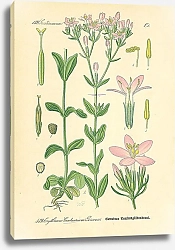 Постер Gentianaceae, Erythraea Centauruim Persoon
