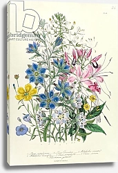 Постер Лудон Джейн (бот) Cornflower, plate 15 from 'The Ladies' Flower Garden', published 1842