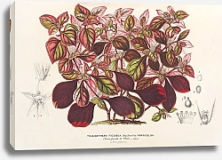 Постер Лемер Шарль Teleianthera ficoidea var. versicolor