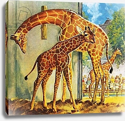 Постер МакКоннел Джеймс Virginia the Giraffe