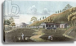Постер Школа: Китайская 19в. Tea planting