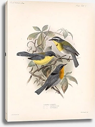 Постер Птицы J. G. Keulemans №9