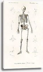 Постер Человеческий скелет