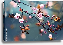 Постер Spring flowering Japanese tree Sakura